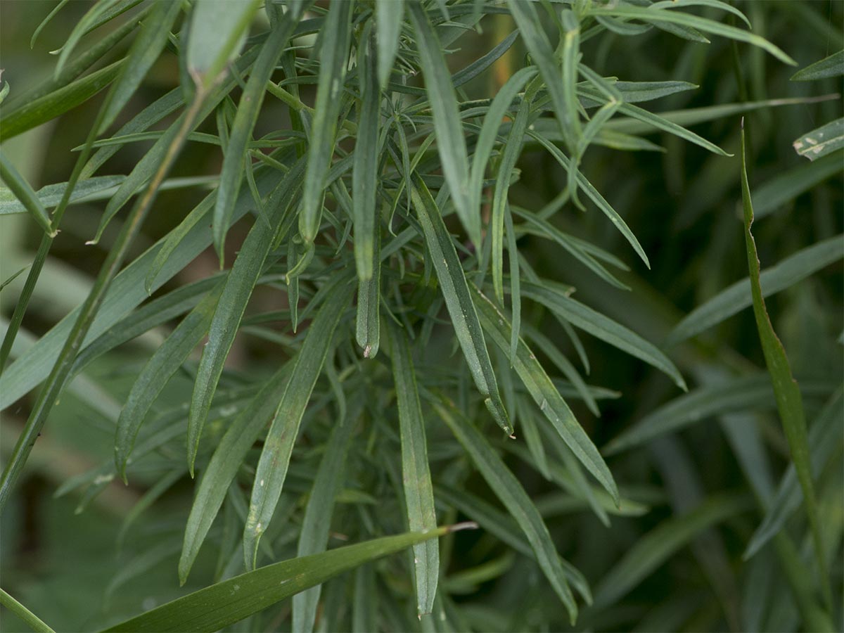 Linaria vulgaris